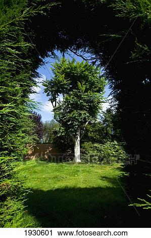 Stock Image - UK, Hertfordshire, Tree in English garden; Hemel Hempstead. Fotosearch