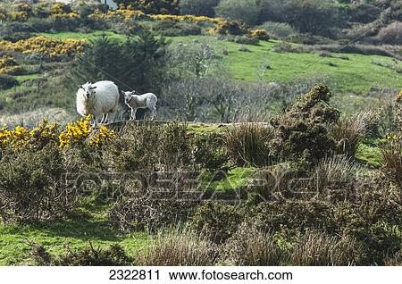 Stock Image - UK, Ireland, County Kerry, Iveragh Peninsula, Sheep and lamb. Fotosearch