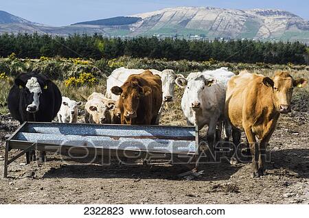 Stock Image - UK, Ireland, County Kerry, Iveragh Peninsula, Cows and calves lined up at feeding trough. Fotosearch