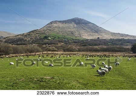 UK, Ireland, County Kerry, Iveragh Peninsula, Sheep grazing in front of Knocklomena mountain View Large Photo Image Stock Photograph - UK, Ireland, County Kerry, Iveragh Peninsula, Sheep grazing in front of Knocklomena mountain. Fotosearch