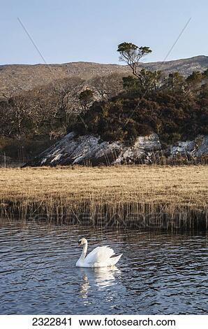 Stock Image - UK, Ireland, County Kerry, Killarney National Park, Swan in Upper Lake of Lough Leane. Fotosearch