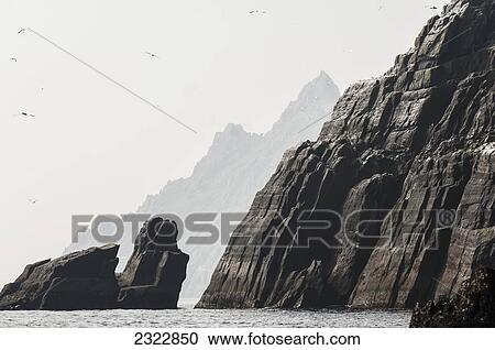 Stock Image - UK, Ireland, County Kerry, Skellig Islands, Little Skellig, Northern Gannets (Morus bassanus) in flight over rocky coast. Fotosearch