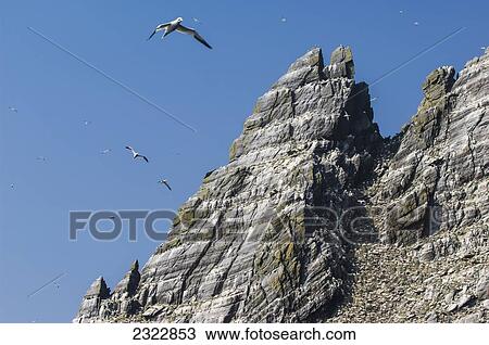 UK, Ireland, County Kerry, Skellig Islands, Little Skellig, Northern Gannets (Morus bassanus) in flight over rocky coast View Large Photo Image Stock Image - UK, Ireland, County Kerry, Skellig Islands, Little Skellig, Northern Gannets (Morus bassanus) in flight over rocky coast. Fotosearch