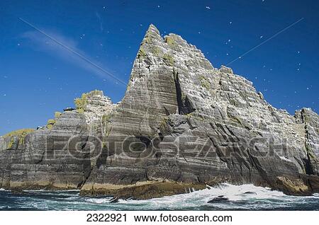 Stock Image - UK, Ireland, County Kerry, Skellig Islands, Little Skellig, Northern Gannets (Morus bassanus) in flight. Fotosearch