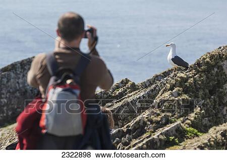 Stock Photo - UK, Ireland, County Kerry, Skellig Islands, Gull and tourist on top of Skellig Michael. Fotosearch