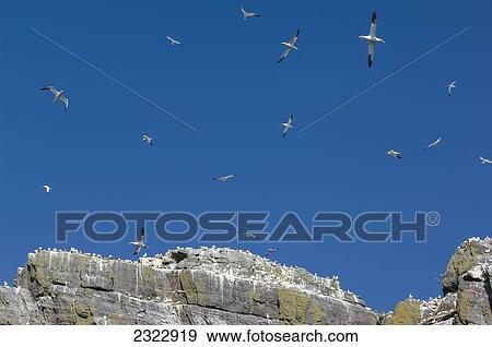 UK, Ireland, County Kerry, Skellig Islands, Little Skellig, Northern Gannets (Morus bassanus) in flight View Large Photo Image Stock Photo - UK, Ireland, County Kerry, Skellig Islands, Little Skellig, Northern Gannets (Morus bassanus) in flight. Fotosearch