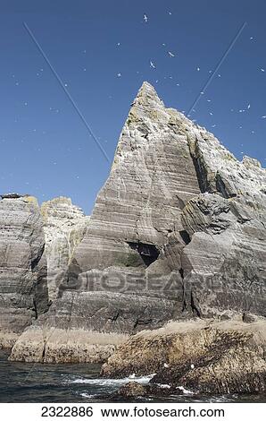 Stock Photograph - UK, Ireland, County Kerry, Skellig Islands, Little Skellig, Northern Gannets (Morus bassanus) in flight. Fotosearch