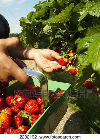 Stock Image - UK, London, Pick your own Strawberries (PYO) at Parkside Farm; Enfield. Fotosearch