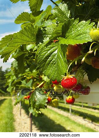 Stock Photo - UK, London, Pick your own Strawberries (PYO) at Parkside Farm; Enfield. Fotosearch