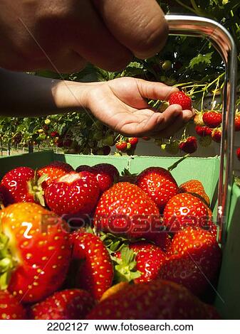Stock Photo - UK, London, Pick your own Strawberries (PYO) at Parkside Farm; Enfield. Fotosearch
