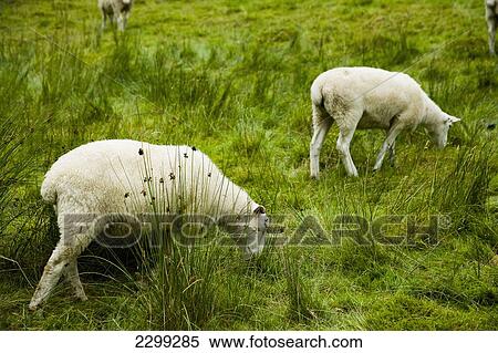 Stock Photography - UK, North Wales, Snowdonia National Park, Sheep grazing on the hillside; Nantgwynant. Fotosearch
