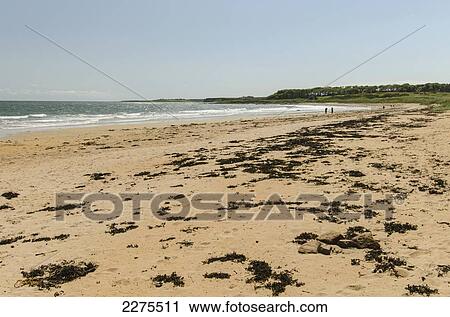 Stock Image - Uk, Scotland, Fife, View Of Kingsbarns Beach; East Neuk. Fotosearch