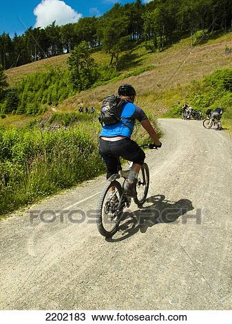 Stock Image - UK, Scotland, Glentree forest; Tweed Valley, Mountain bikers on hilly trail near Peebles. Fotosearch