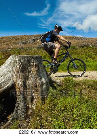 UK, Scotland, Glentree forest; Tweed Valley, Mountain Biker passing cut down tree stump in cleared area of forest near Peebles View Large Photo Image Stock Photo - UK, Scotland, Glentree forest; Tweed Valley, Mountain Biker passing cut down tree stump in cleared area of forest near Peebles. Fotosearch