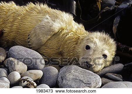 Stock Image - UK, Scotland, Gray Seal (Halichoerus Grypus) newborn pup; Orkney Islands. Fotosearch