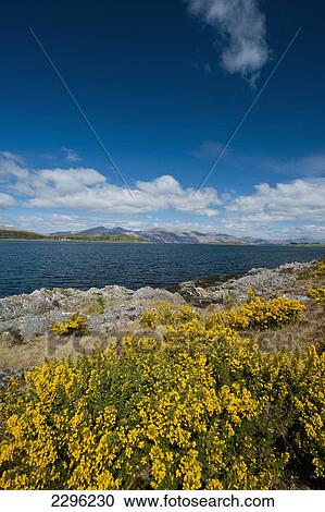 Stock Image - UK, Scotland, Looking across gorse bushes beside Loch Linnhe; Agyll and Bute. Fotosearch