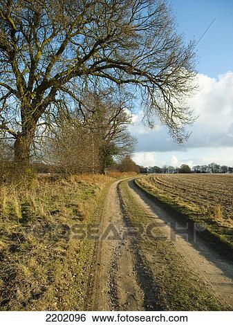 Stock Photograph - UK, Sunny country lane with tree overhead near Blackmore village; Essex. Fotosearch
