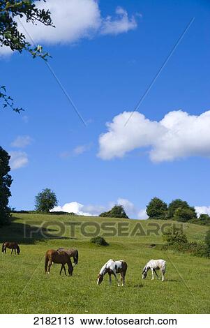 UK Surrey Claygate Telegraph Hill View Large Photo Image Stock Image - UK Surrey Claygate Telegraph Hill. Fotosearch