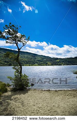 Stock Image - UK, Wales, North Wales, Snowdonia National Park, Lake Nant Gwynant near Llyn Gwynant Campsite; Nant Gwynant. Fotosearch