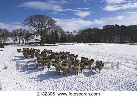 Uk, Wales, Powys, Sheep In Wintery Landscape View Large Photo Image Stock Photograph - Uk, Wales, Powys, Sheep In Wintery Landscape. Fotosearch