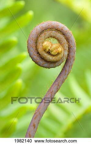 Stock Image - Uluhe Fern shoot close up in the Wao Kele O Puna rainforest; Big Island, Hawaii, United States of America. Fotosearch