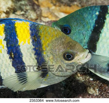 Picture - Underwater close-up view of an Indo-Pacific Sargeant pair at Molokini Crater; Maui, Hawaii, United States of America. Fotosearch