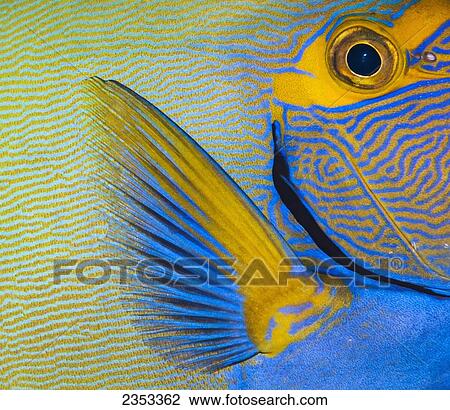 Underwater close-up view of an Eyestripe Surgeonfish (Acanthurus dussumieri) at Molokini Crater; Maui, Hawaii, United States of America View Large Photo Image Stock Image - Underwater close-up view of an Eyestripe Surgeonfish (Acanthurus dussumieri) at Molokini Crater; Maui, Hawaii, United States of America. Fotosearch