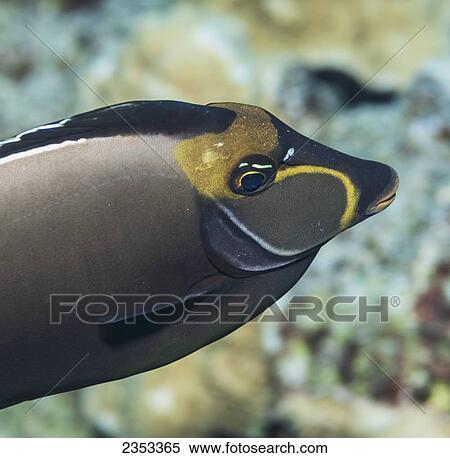 Underwater close-up view of an Orangespine Unicornfish (Naso lituratus) at Molokini Crater; Maui, Hawaii, United States of America View Large Photo Image Stock Photography - Underwater close-up view of an Orangespine Unicornfish (Naso lituratus) at Molokini Crater; Maui, Hawaii, United States of America. Fotosearch