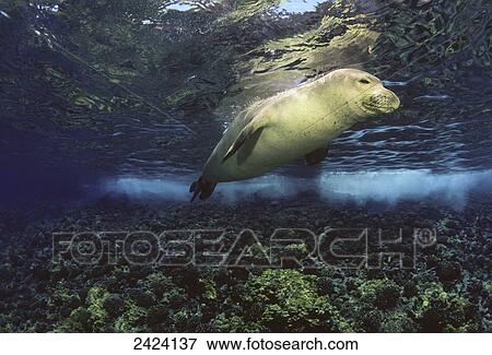 Stock Photo - Underwater encounters with Hawaiian monk seals (Monachus schauinslandi), endemic and endangered, are rare; Hawaii, United States of America. Fotosearch