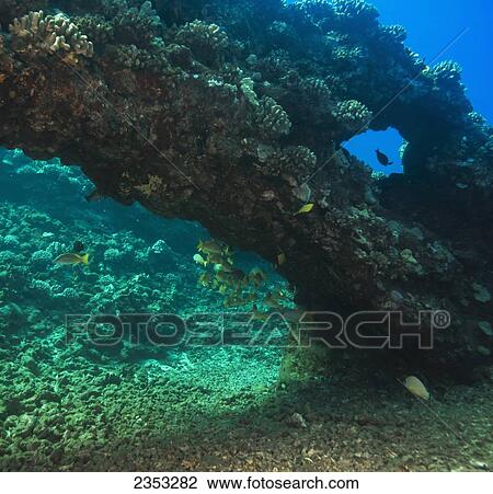 Stock Image - Underwater of view of an arch formed from lava; Lanai Island, Maui County, Hawaii, United States of America. Fotosearch