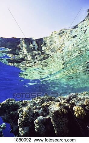 Stock Image - Underwater Shot With Coral. Fotosearch