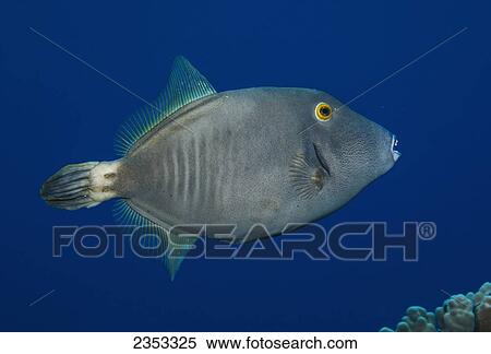 Underwater view of a Barred Filefish (Cantherines dumerilii) at Molokini Crater; Maui, Hawaii, United States of America View Large Photo Image Stock Photography - Underwater view of a Barred Filefish (Cantherines dumerilii) at Molokini Crater; Maui, Hawaii, United States of America. Fotosearch