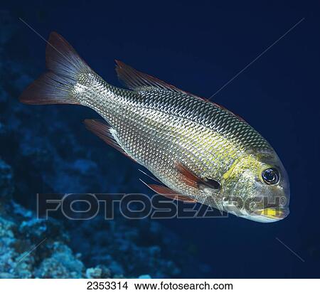 Underwater view of a Bigeye Emperor (Monotaxis grandoculis) at Molokini Crater; Maui, Hawaii, United States of America View Large Photo Image Picture - Underwater view of a Bigeye Emperor (Monotaxis grandoculis) at Molokini Crater; Maui, Hawaii, United States of America. Fotosearch