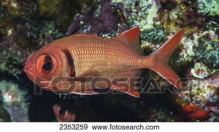 Underwater view of a Bigscale Soldierfish; Maui, Hawaii, United States of America View Large Photo Image Stock Photo - Underwater view of a Bigscale Soldierfish; Maui, Hawaii, United States of America. Fotosearch