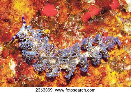 Stock Photo - Underwater view of a blue dragon nudibranch (Pteraeolidia ianthina) at Molokini Crater; Maui, Hawaii, United States of America. Fotosearch