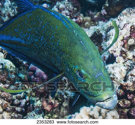 Stock Image - Underwater view of a Bluefin trevally (Caranx melampygus) at Molokini Crater; Maui, Hawaii, United States of America. Fotosearch