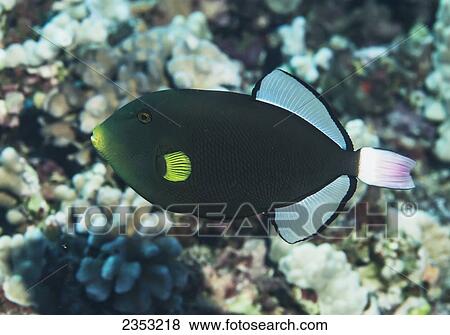 Stock Photo - Underwater view of a Bluespine Pinktail Durgon swimming near the St. Anthony wreck; Maui, Hawaii, United States of America. Fotosearch