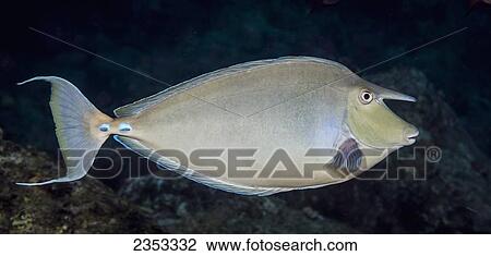 Underwater view of a Bluespine Unicornfish (Naso unicornis); Maui, Hawaii, United States of America View Large Photo Image Stock Image - Underwater view of a Bluespine Unicornfish (Naso unicornis); Maui, Hawaii, United States of America. Fotosearch