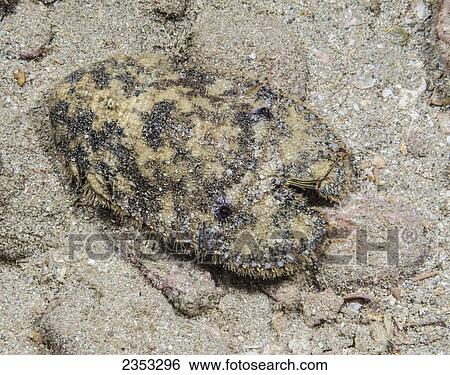 Underwater view of a brown slipper lobster (Parribacus antarcticus); Maui, Hawaii, United States of America View Large Photo Image Stock Photograph - Underwater view of a brown slipper lobster (Parribacus antarcticus); Maui, Hawaii, United States of America. Fotosearch