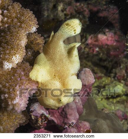 Underwater view of a Commerson's Frogfish (Antennarius commerson) on cauliflower coral; Maui, Hawaii, United States of America View Large Photo Image Stock Image - Underwater view of a Commerson's Frogfish (Antennarius commerson) on cauliflower coral; Maui, Hawaii, United States of America. Fotosearch