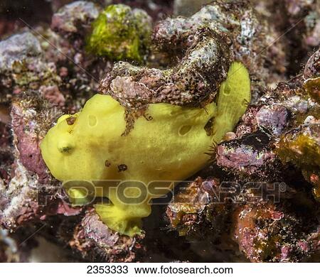 Stock Image - Underwater view of a Commerson's Frogfish (Antennarius commerson); Maui, Hawaii, United States of America. Fotosearch