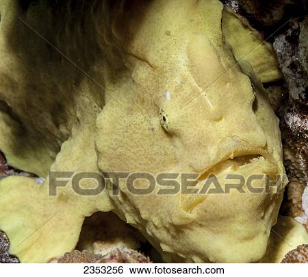 Stock Photograph - Underwater view of a Commerson's Frogfish (Antennarius commerson) at Molokini Crater; Maui, Hawaii, United States of America. Fotosearch