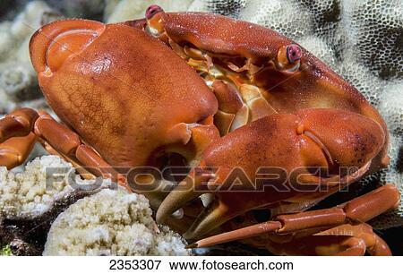 Stock Photo - Underwater view of a convex crab (Carpilius convexus); Maui, Hawaii, United States of America. Fotosearch
