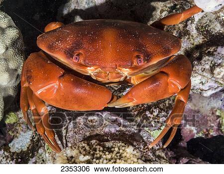 Stock Photograph - Underwater view of a convex crab (Carpilius convexus); Maui, Hawaii, United States of America. Fotosearch