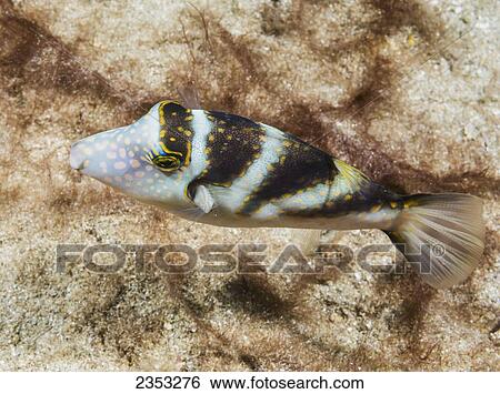 Underwater view of a Crown Toby (Canthigaster coronata); Maui, Hawaii, United States of America View Large Photo Image Stock Photograph - Underwater view of a Crown Toby (Canthigaster coronata); Maui, Hawaii, United States of America. Fotosearch