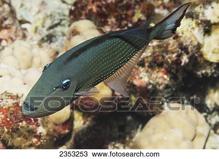Underwater view of a female Bluegill Triggerfish (Xanthichthys auromarginatus) at Molokini Crater; Maui, Hawaii, United States of America View Large Photo Image Stock Image - Underwater view of a female Bluegill Triggerfish (Xanthichthys auromarginatus) at Molokini Crater; Maui, Hawaii, United States of America. Fotosearch