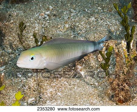 Stock Image - Underwater view of a Flagtail Tilefish (Malacanthus brevirostris); Maui, Hawaii, United States of America. Fotosearch