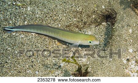 Stock Photo - Underwater view of a Flagtail Tilefish (Malacanthus brevirostris); Maui, Hawaii, United States of America. Fotosearch
