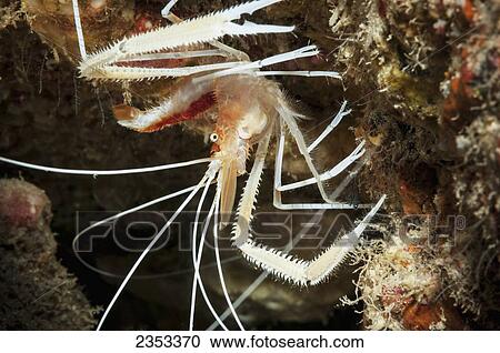 Underwater view of a flameback coral shrimp (Stenopus pyrsonotus) at Molokini Crater; Maui, Hawaii, United States of America View Large Photo Image Stock Image - Underwater view of a flameback coral shrimp (Stenopus pyrsonotus) at Molokini Crater; Maui, Hawaii, United States of America. Fotosearch