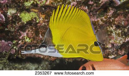 Stock Photo - Underwater view of a Forcepsfish (Forcipiger flavissimus); Maui, Hawaii, United States of America. Fotosearch